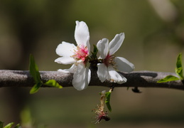 spring blooms